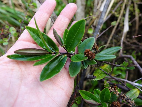 Image of Veronica obtusata by (c) Jacqui Geux, some rights reserved (CC BY)