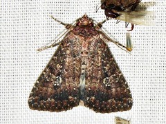 Condica capensis