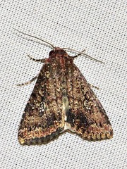 Condica capensis