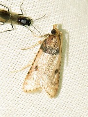 Loryma basalis