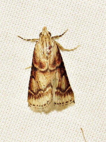 Paractenia