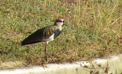 Vanellus chilensis