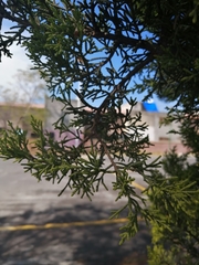 Cupressus