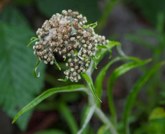 Chryselium gnaphalioides