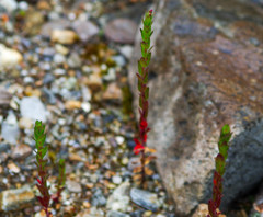 Epilobium denticulatum
