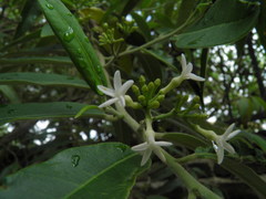 Vallesia conzattii
