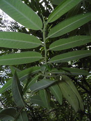 Vallesia conzattii