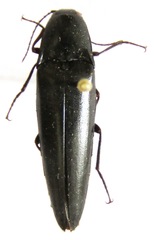 Orthostethus corvinus