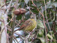 Emberiza personata