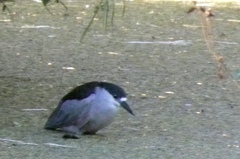 Nycticorax nycticorax