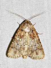 Omphalestra mesoglauca