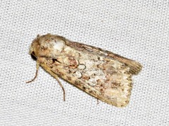 Omphalestra mesoglauca