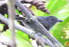 Thamnophilus schistaceus