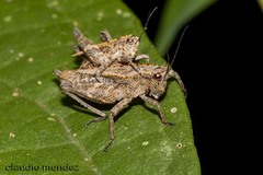 Puiggaria antennata