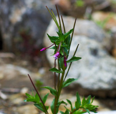 Epilobium denticulatum
