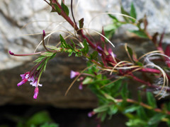 Epilobium denticulatum