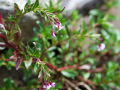 Epilobium denticulatum