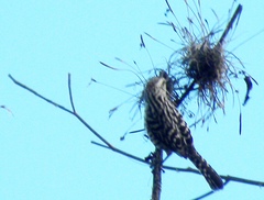 Campylorhynchus nuchalis