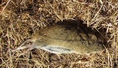 Microtus californicus