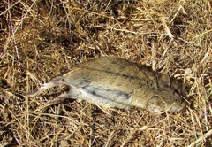 Microtus californicus