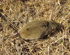 Microtus californicus