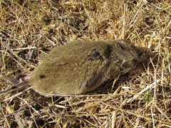 Microtus californicus