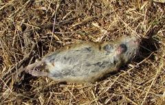 Microtus californicus