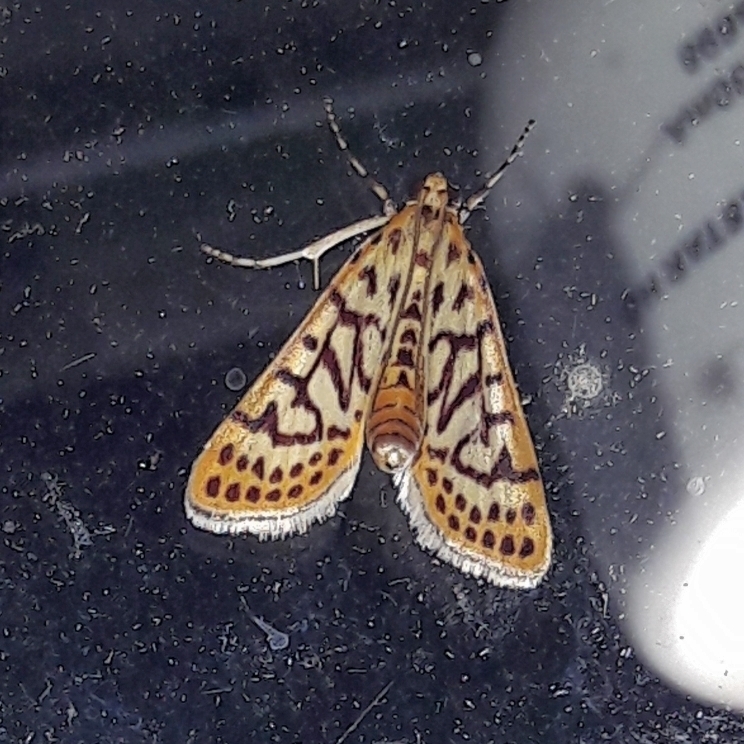 Polygrammodes compositalis