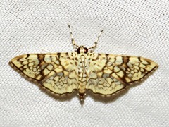 Haritalodes