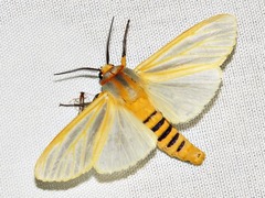 Radiarctia screabilis