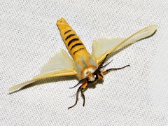 Radiarctia screabilis