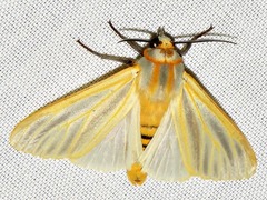 Radiarctia screabilis