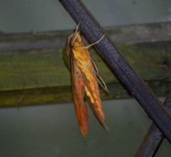 Xylophanes crotonis