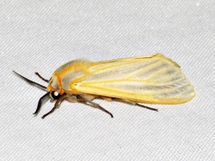 Radiarctia screabilis