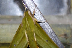 Xylophanes crotonis