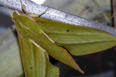 Xylophanes crotonis
