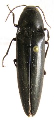 Orthostethus corvinus
