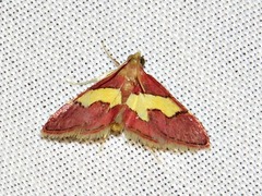 Bostra xanthorhodalis