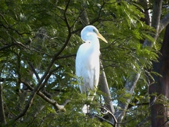 Ardea alba
