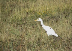 Ardea alba