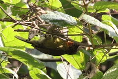 Ploceus alienus