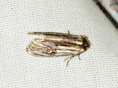 Anedhella interrupta