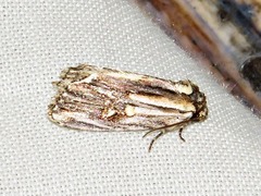 Anedhella interrupta