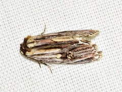 Anedhella interrupta