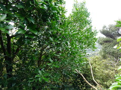 Planchonella costata