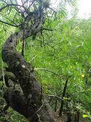 Cascabela thevetioides