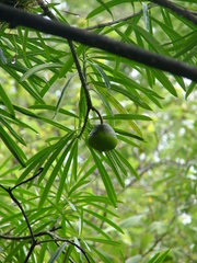 Cascabela thevetioides