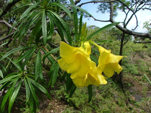 Image of Cascabela thevetioides by (c) Leonardo O. Alvarado Cárdenas, some rights reserved (CC BY)