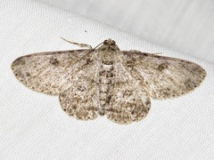 Ascotis reciprocaria