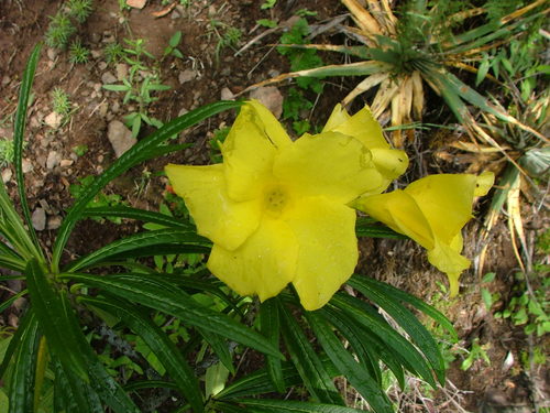 Image of Cascabela thevetioides by (c) Leonardo O. Alvarado Cárdenas, some rights reserved (CC BY)